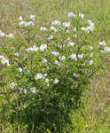 Sticky nightshade